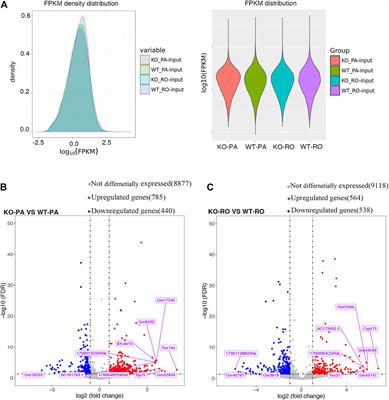 Comprehensive Analysis of the Transcriptome-Wide m6A Methylation in Mouse Pachytene Spermatocytes and Round Spermatids